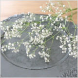 新鮮な生花の状態で仕入れた国産のかすみ草を当店にて自然乾燥でドライ化しています。随時、新鮮な生花が入荷しますが、発送のタイミングによっては、半ドライ(生花とドライの中間ぐらいの乾燥具合)または、ドライフラワーのいずれかでお届けとなります。
